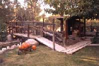 meerkats eat insects