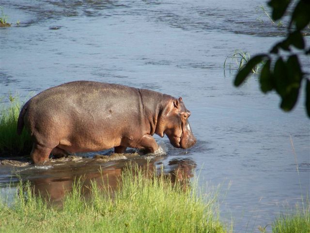 Hippo