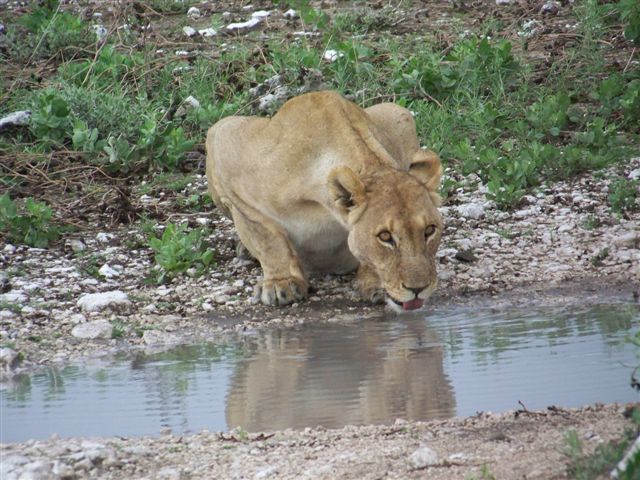 Etosha NP