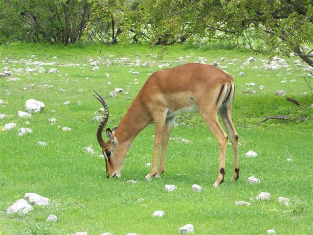 Etosha NP