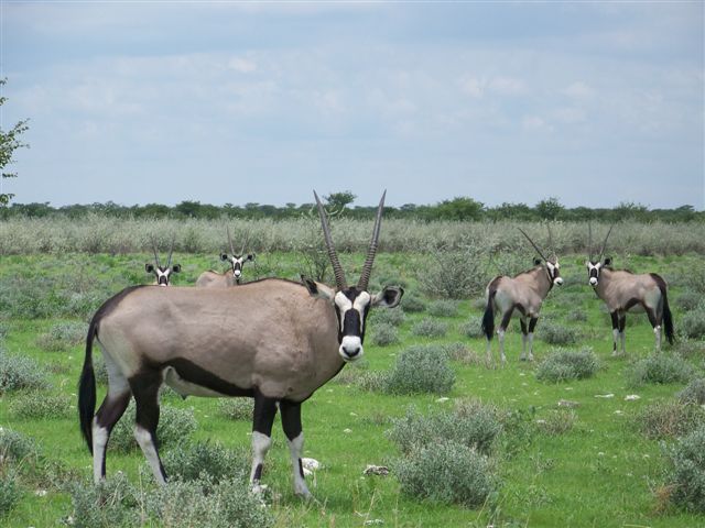 Etosha NP
