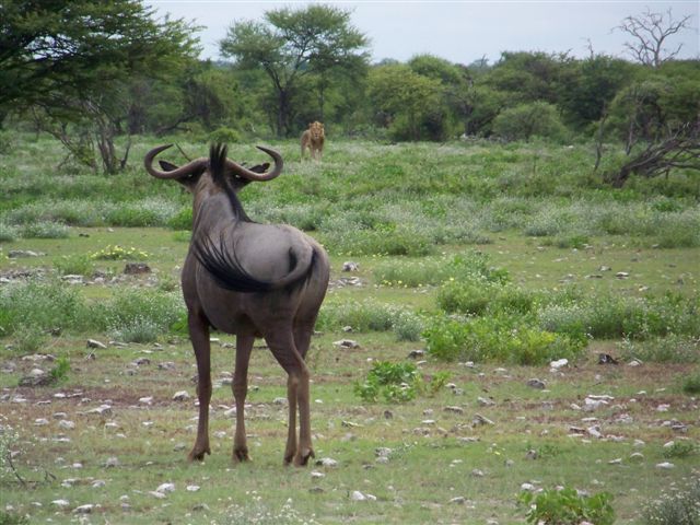 Etosha NP