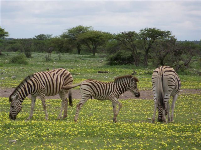 Etosha NP