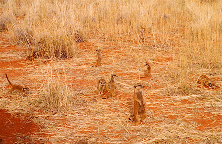 Meerkats foraging