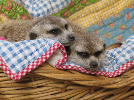 New den boxes for the meerkats