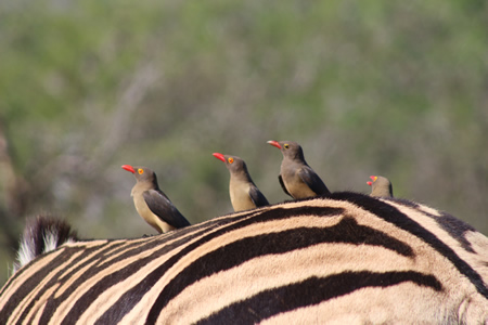 Birds on zebra