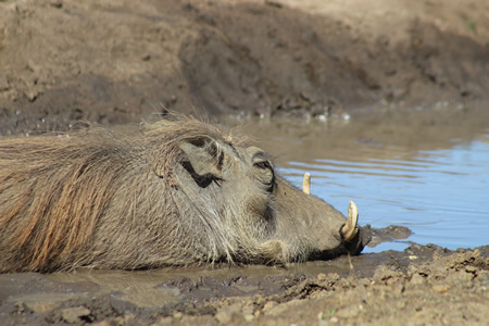 Warthog in mud