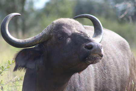 Cape buffalo