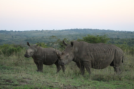 Rhinos