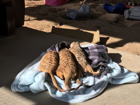 Hakuna, Kulu, and Kavango