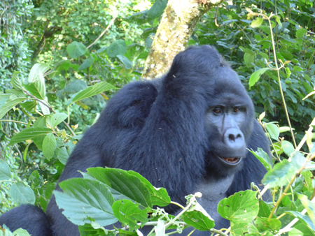 Gorilla