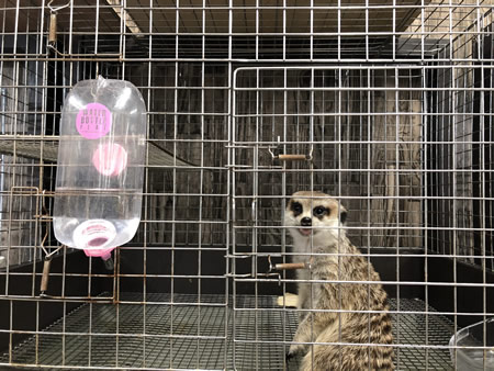 unnamed male meerkat